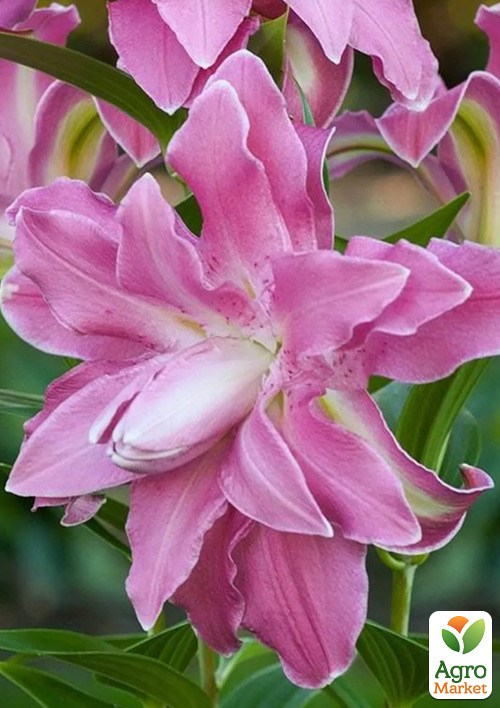 Лілія Махрова "Lotus Spring"