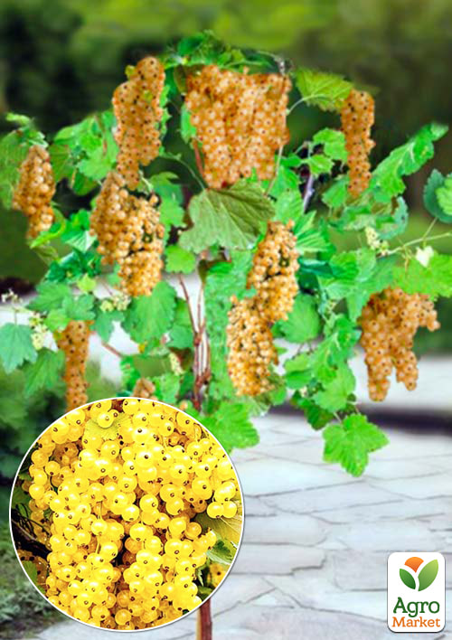 Порічка (смородина) на штамбі "Баяна" (середнього терміну дозрівання)