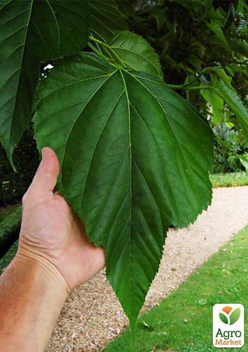 Шовковиця "Крупноплідна" (літній сорт, середній термін дозрівання) - фото 4