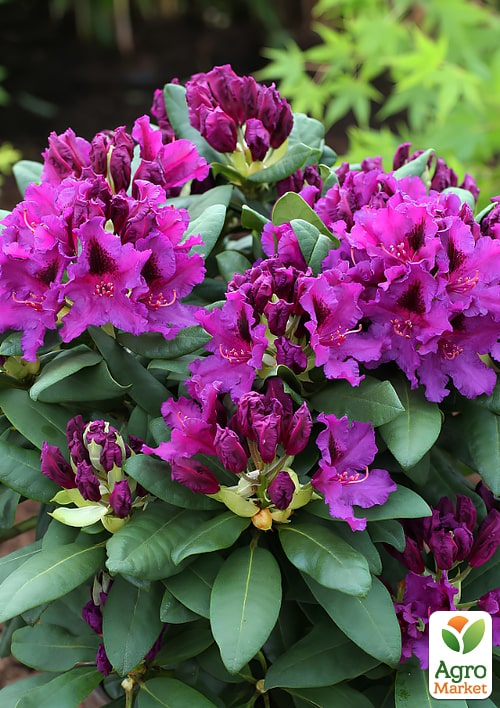 Рододендрон гибридный "Azurro" 