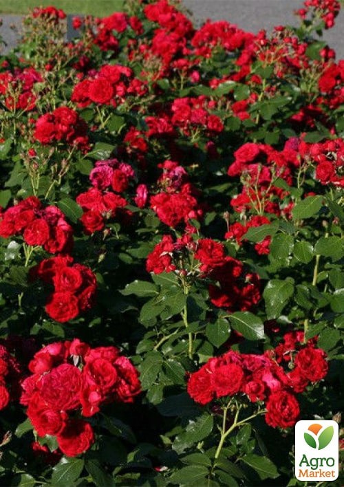 Роза в контейнере флорибунда "Rotkappchen" (саженец класса АА+) - фото 3