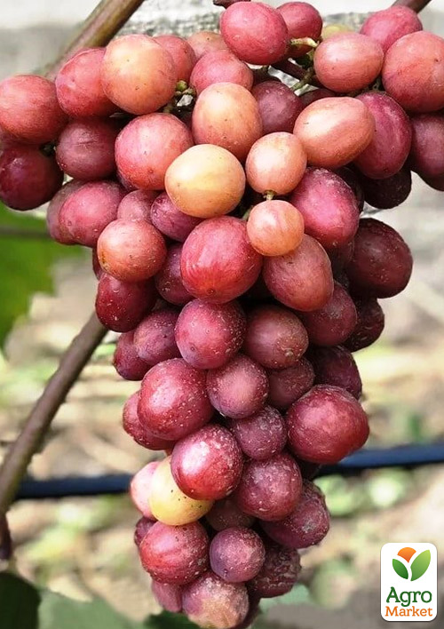 Виноград "Дынька" (очень сладкий морозостойкий мускат) - фото 5