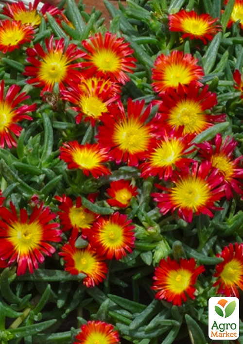 Делосперма (цветущий суккулент)  "Wheels of Wonder Fire"