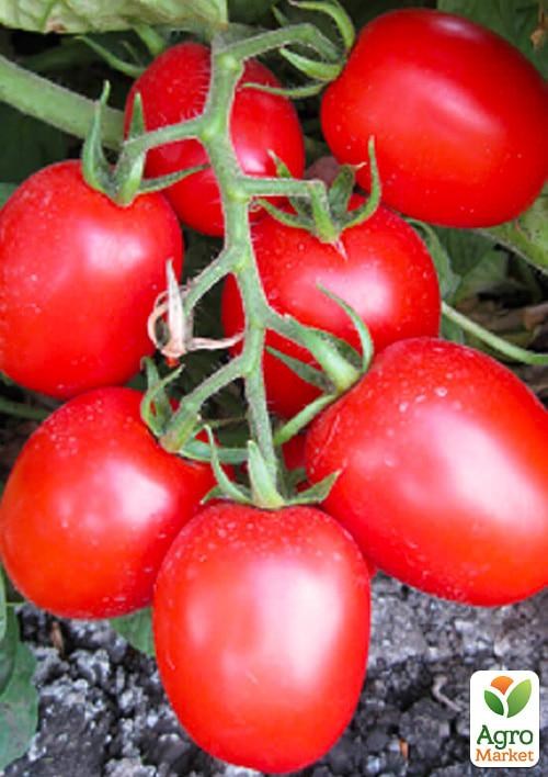 Томат детерминантный "Шкипер F1" ТМ "Lark Seeds" 10000шт