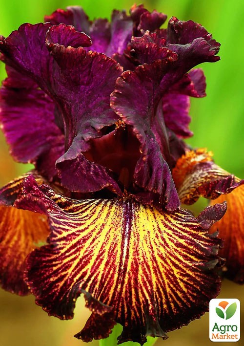 Ірис бородатий великоквітковий "Drama Queen"