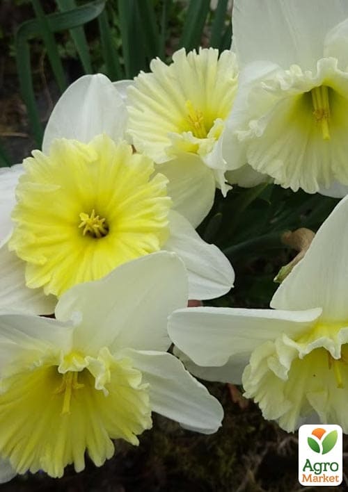 Нарцис "Ice Follie" укорінений - фото 4