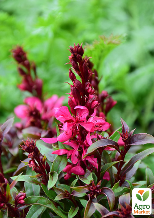 Гаура Линдхеймера Gaudi "Red" (эффектный многолетник)