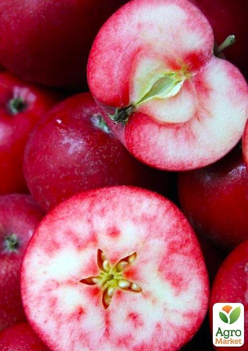 Яблоня красномясая "Джеромини"