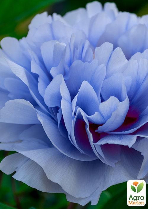 Півонія "Синій шедевр" ТМ "Vesna Exclusive" 3шт