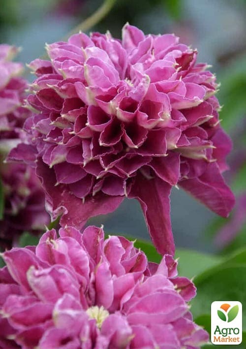 Клематис 2-х річний "Hot Love" вазон С2 - фото 2