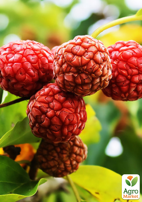 Кудрания "Mulle" (клубничное дерево)