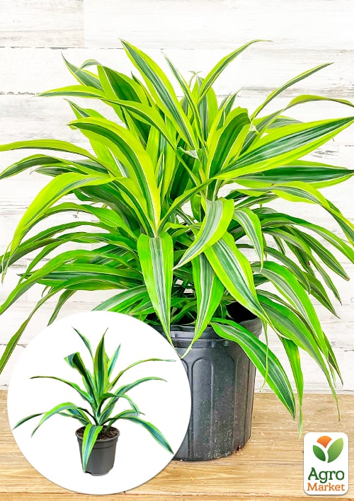 LMTD Драцена "Lemon Lime" (высота 20-30см)