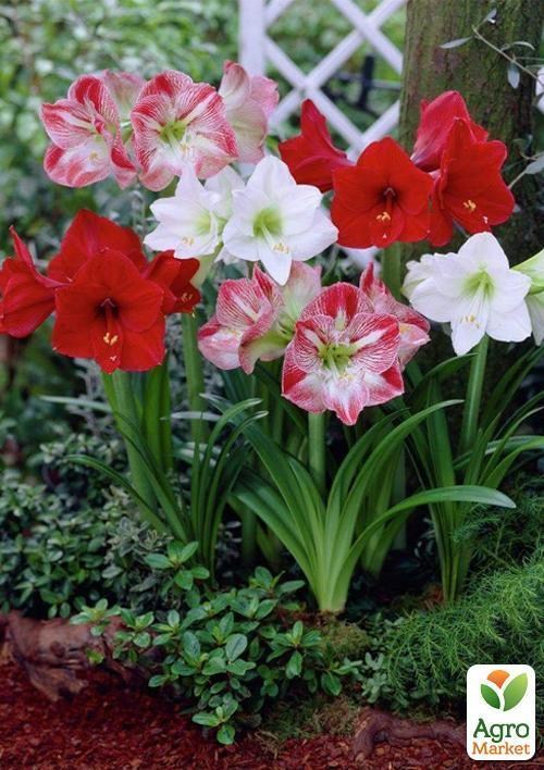Гіппеаструм мікс "Hippeastrum mixed 3 srt." дм13 см вис. 20 см