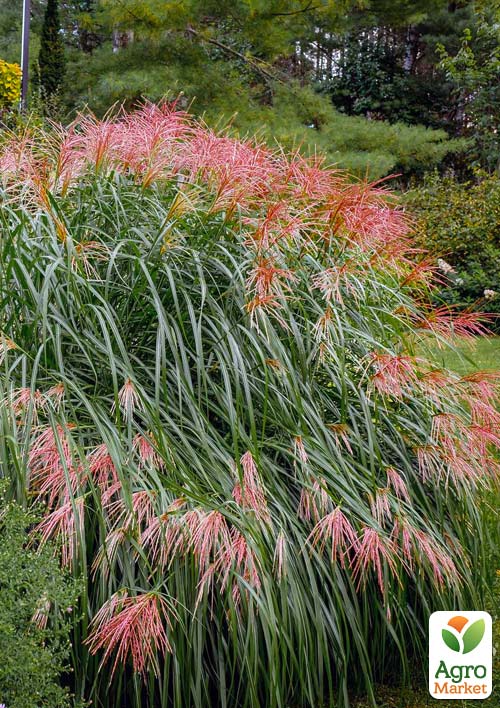 Міскантус китайський "Red Chief" вазон С2