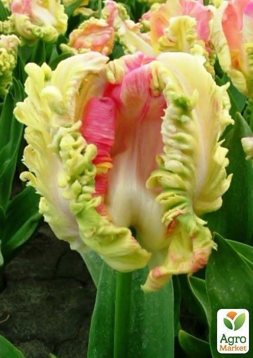 Тюльпан "Webers Parrot" (размер 10/11 , крупный) 2шт в упаковке