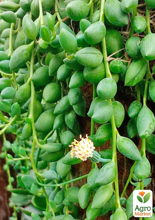 LMTD Сенеціо (хрестовник) "Herreianus" висота рослини 10-15см  - фото 5