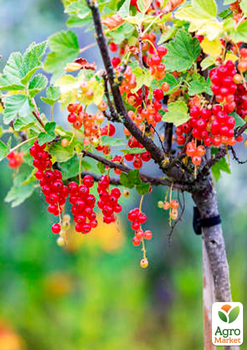 Смородина на штамбі "Ровада" (середньо-пізній термін дозрівання, один з кращих сортів) - фото 4