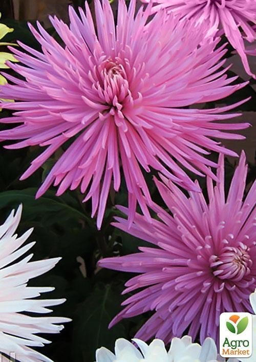 Хризантема срезочная "Анастасия розовая" 