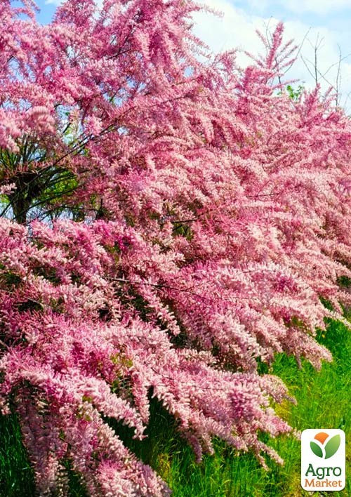 Тамарикс ветвистый "Pink Cascade"  - фото 3