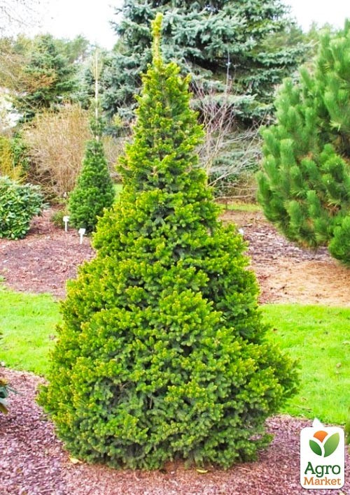 Ель обыкновенная "Will’s Zwerg" C2, высота 15-20см