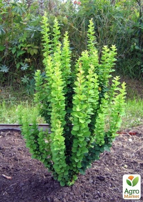 Барбарис Тунберга Erecta (контейнер 1л, висота 15-18 см)