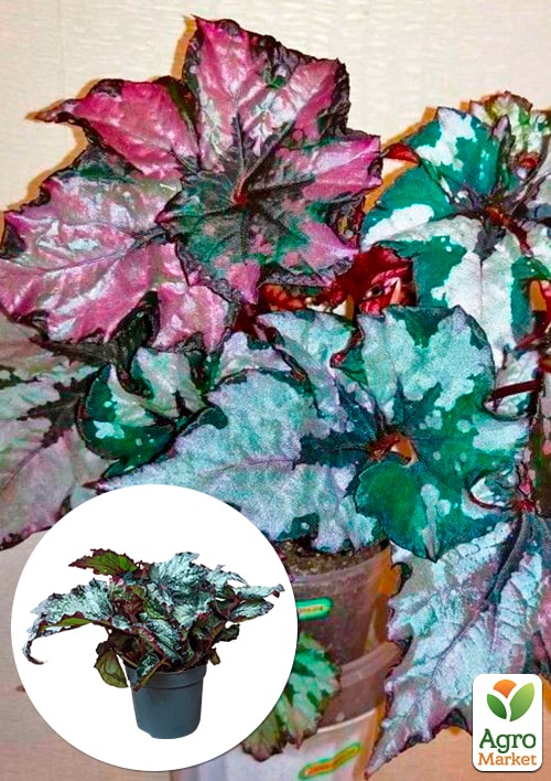 Бегония королевская REX "Little Lady" 20-30см