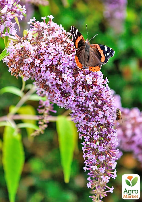 Буддлея Давида "Wisteria Lane" - фото 7