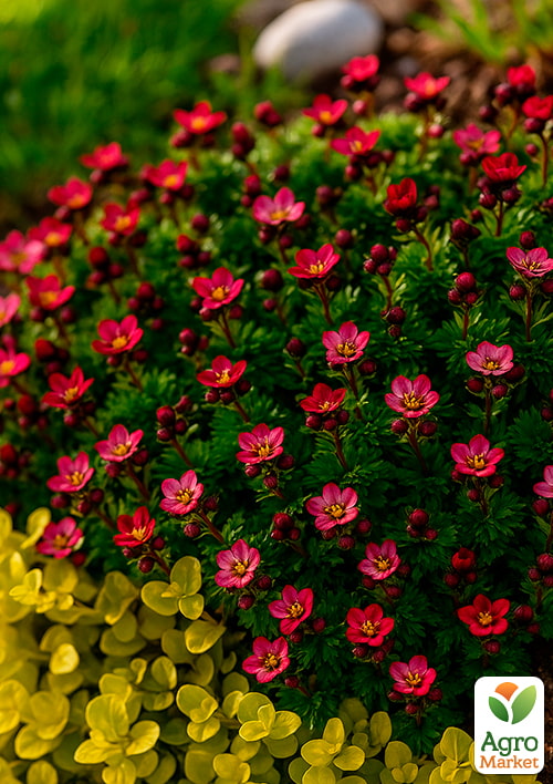 Камнеломка Арендса "Harder Zwerg"