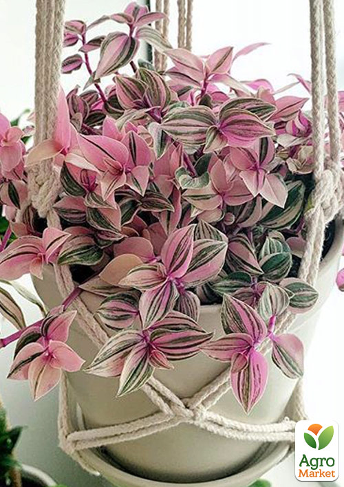 Традесканція ампельна "Quadricolor"