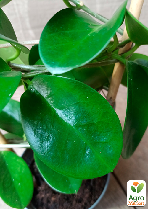 Хойя м'ясиста (плющ восковий) - фото 6