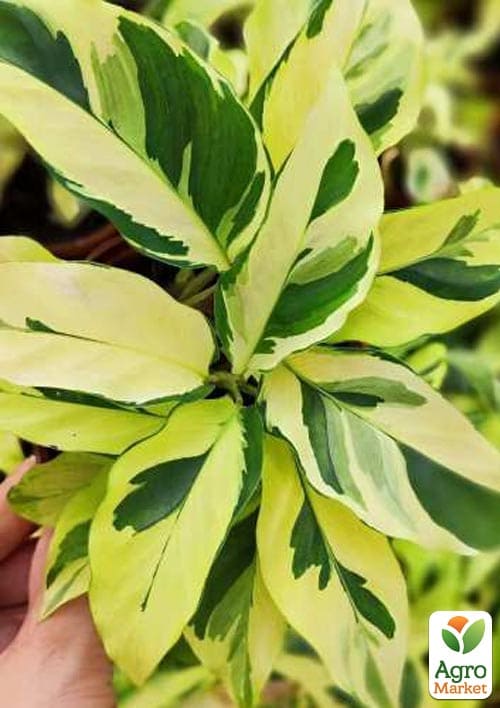 Калатея "Fusion Yellow" высота 35-45см - фото 6