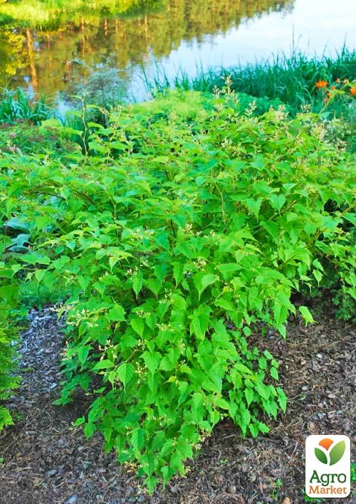 Стефанандра 3-х летняя "Tanakae" С5, высота 30-40см - фото 5