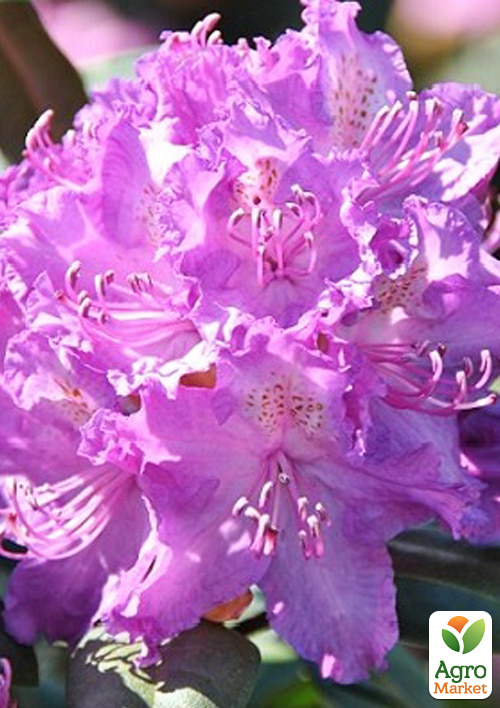 Рододендрон гибридный 2-х летний "Alfred" С2  высота 25-40см