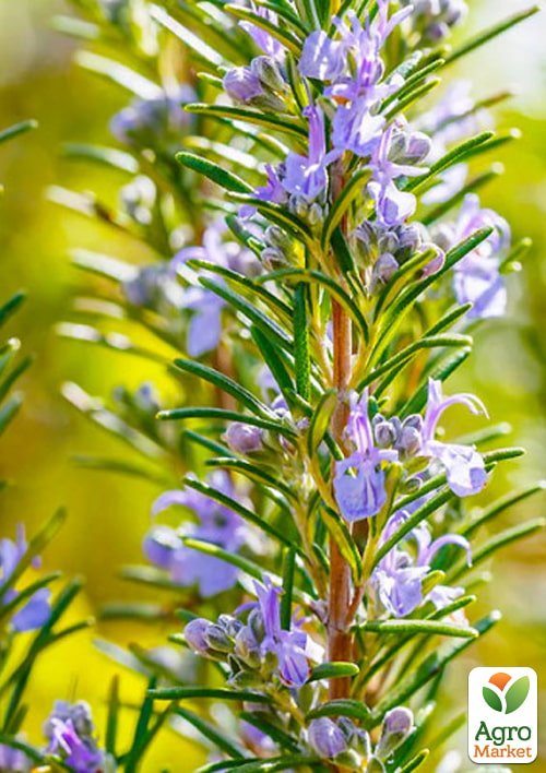 Розмарин "Barbecue", С2 (сильний, приємний аромат, ідеальний для гриля)