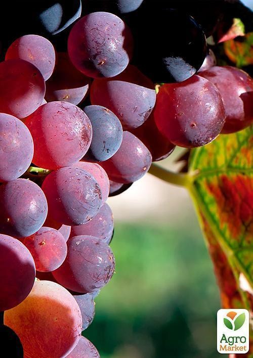 Виноград "Бодрый" - фото 3