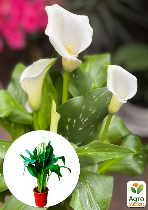 LMTD Зантедеския (калла комнатная) "Snow Crystal"  