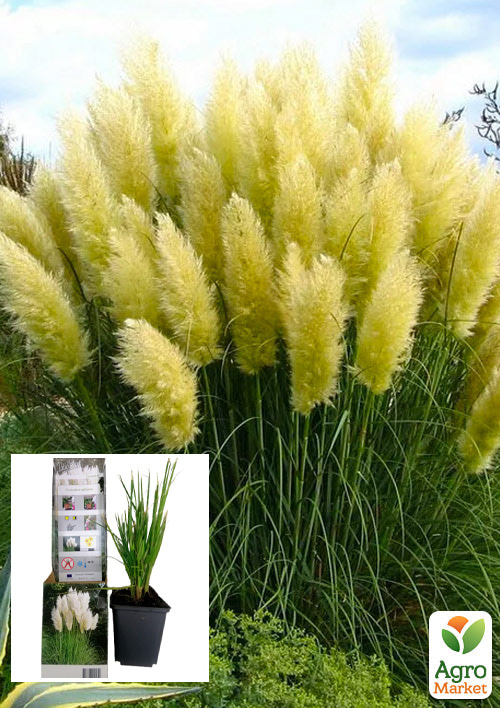 Кортадерия Серебристая "White" (пампасная трава)