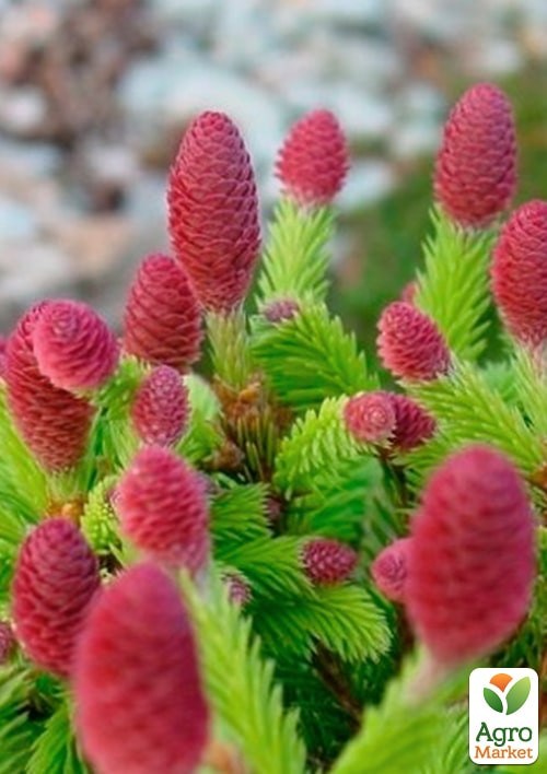 Ель 3-х летняя карликовая "Push"  высота 15-20см - фото 4