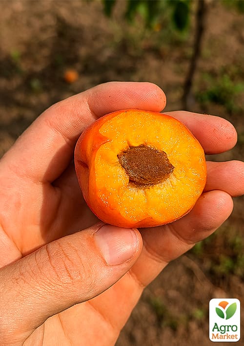 Абрикос "Банзай" (крупноплодный, ранний сорт созревания) - фото 4