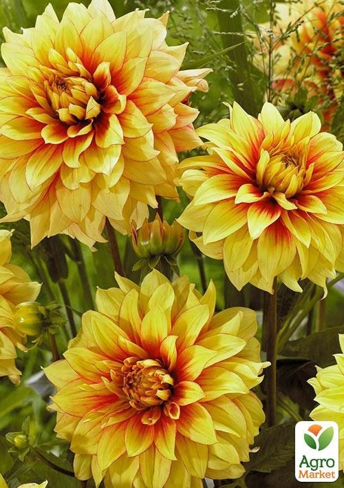 Георгина "Dazzling Sun"