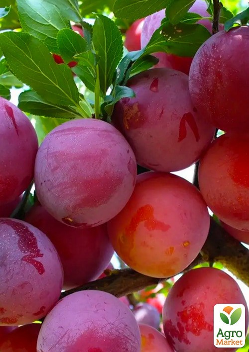 Алыча "Машенька" укорененная в контейнере (саженец 2 года) - фото 2