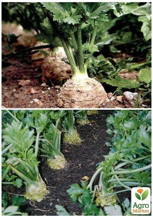 На вагу Селера коренева "Аніта" ТМ "Весна" ціна за 2г - фото 4