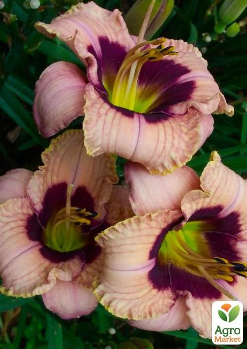 Лілійник "Orchid Candy" 1шт в упаковці