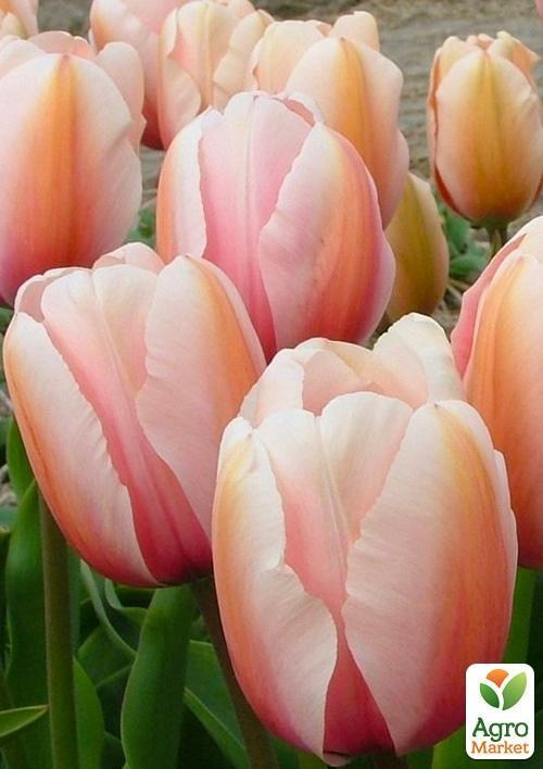 Тюльпан "Salmon Impression" 3шт в упаковці