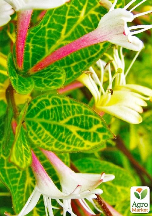 Жимолость "Aureoreticulata Japonica" (Декоративная, плетистая) С2