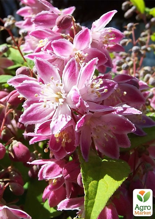 Дейція гібридна "Strawberry Fields"