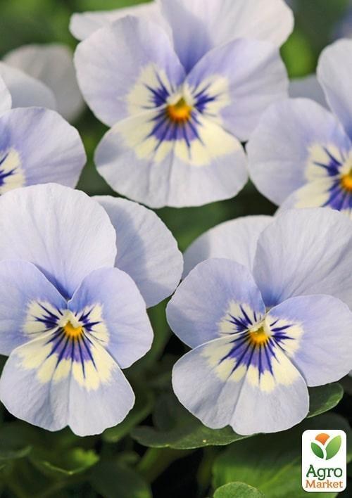 Виола (Viola Cornuta) "Marina"