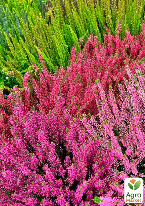 Вереск вечнозеленый микс сортов 