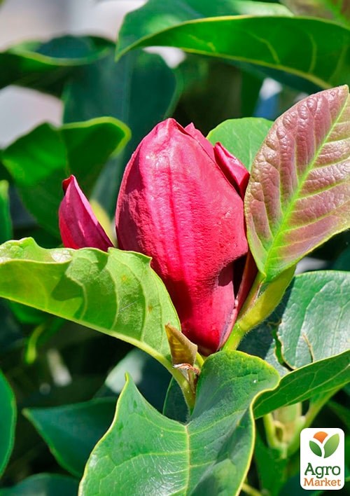 Магнолия на штамбе "Genie" (C7.5 высота 120-150см) - фото 2