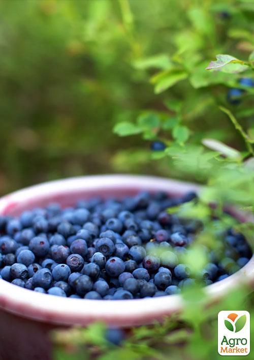 Голубика (черника садовая) "Голд Раубе" (средний срок созревания) - фото 5
